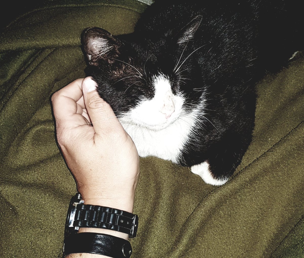 lr_arq's tweet photo. ...Turrón no sabe de odio.
#Gato #Cat #LitleCat #blackandwhite https://t.co/8o7gOhKK5J