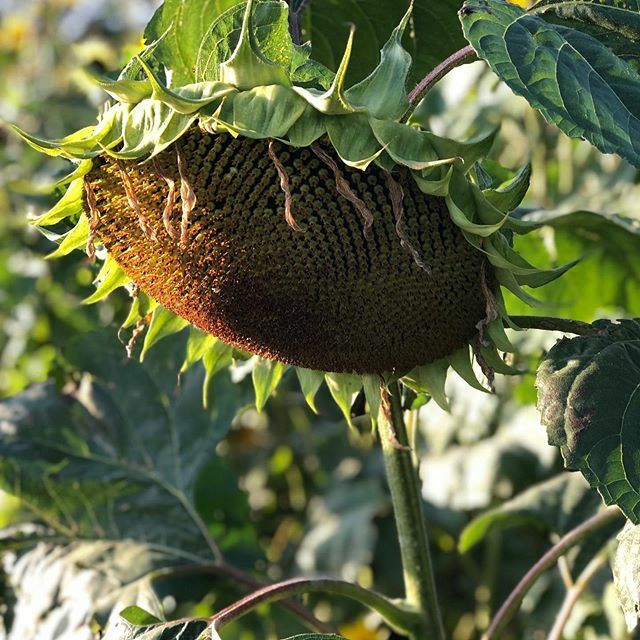 Our field of Sunflowers look great even when the flower goes over. #droitwichflorist #droitwich #worcestershire #bromsgrove #sunflower #localflorist #flowershops #flowers