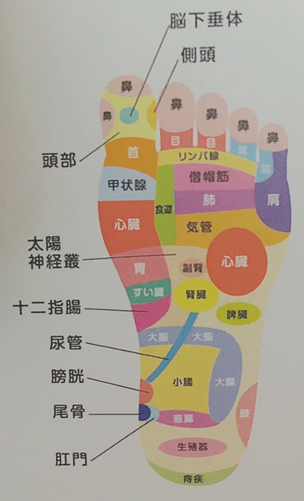 阿佐美 絢子 ツボ押し棒 100均 足裏 手 肩 T Co Ceazqnt0u9 Twitter