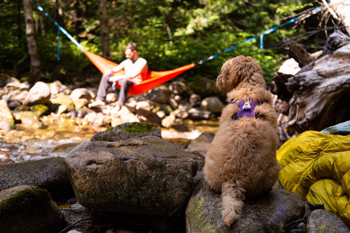 Ruffwear tweet media