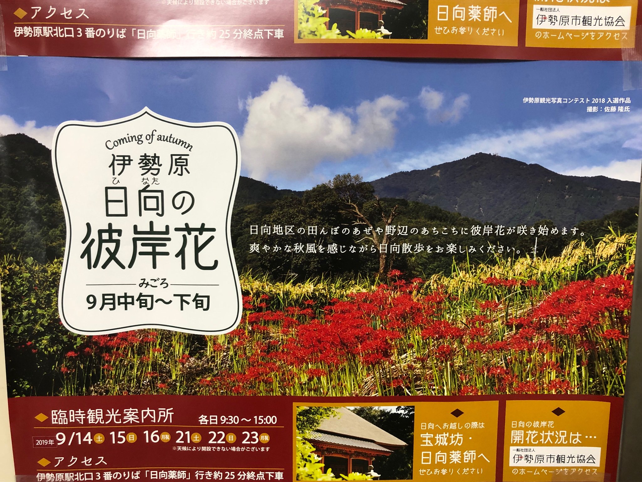 日向薬師売店 そうだ 大切な事忘れてました 伊勢原駅構内で日向の彼岸花のprが始まりました 今年も辺り一面に彼岸花が咲き誇り素晴らしい景色を楽しませて頂けると思います ぜひ伊勢原日向へお越し下さいませ 彼岸花 伊勢原 日向 日向薬師