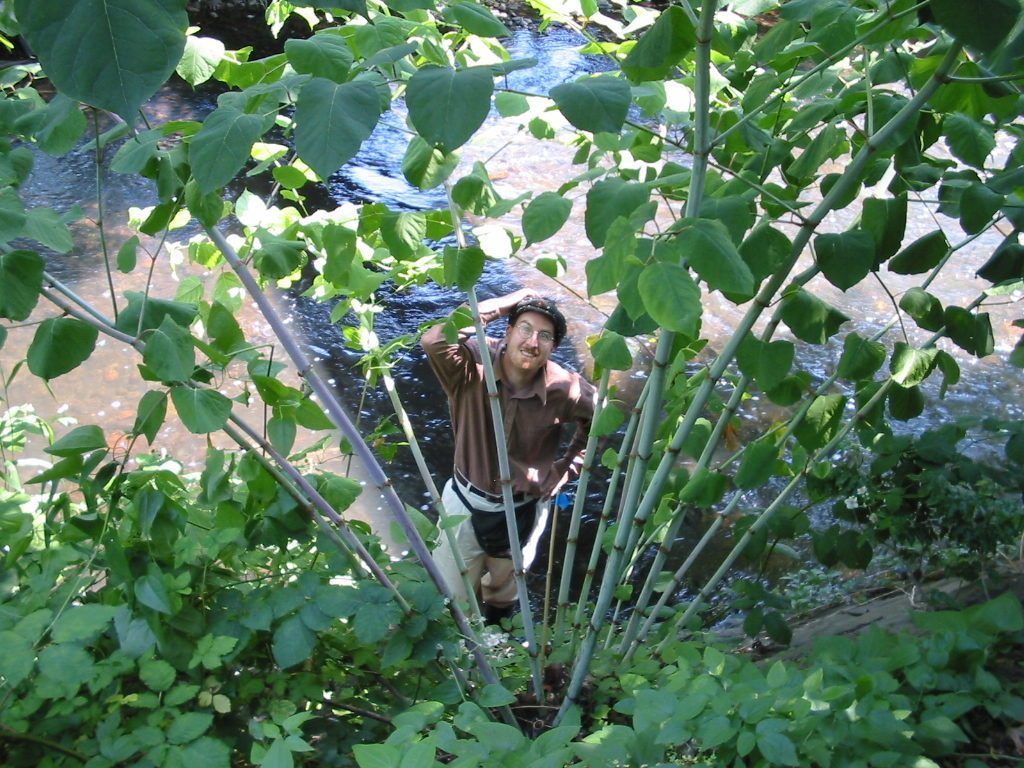 JohnsonCreekWC's tweet image. What’s That Weed? jcwc.org/whats-that-wee…