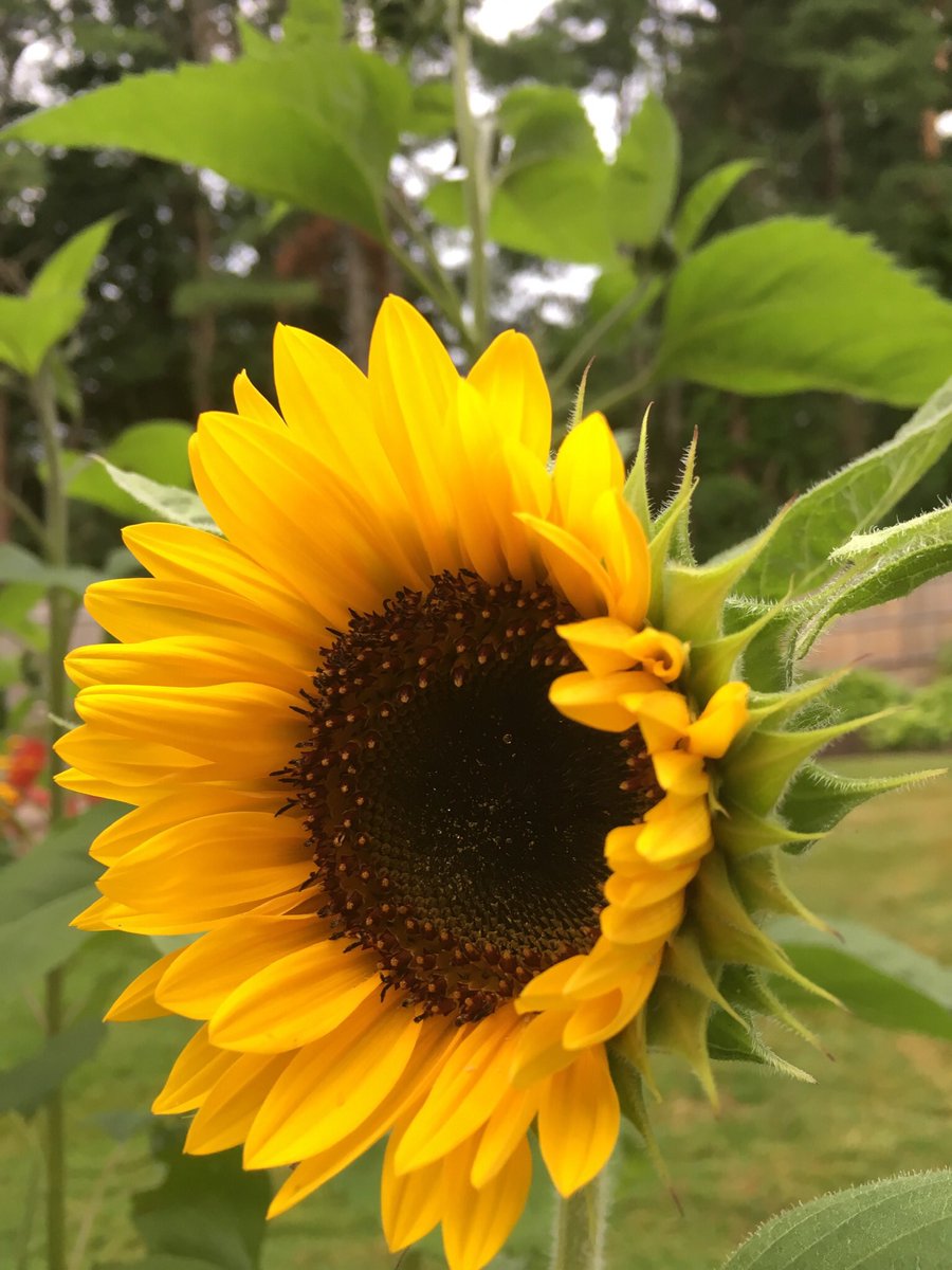 tstangelo's tweet photo. Feels like Fall is on our doorstep #maine #gardencolor https://t.co/RJkjUGzS6A