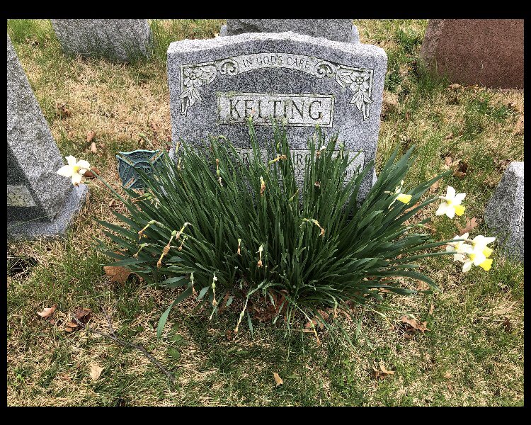 GenealogyNyc's tweet photo. Great grandparents - fortunate to have met one of them
#ancestry #familytrees #genealogy #genealogyresearch #DNA #research #NYC #vitalrecords #genealogist #roots #findyourpast #letmehelpyou #history #historical #cemeteries #familyhistory #genies #naturalization #cemeteries https://t.co/pesQCXAnvw