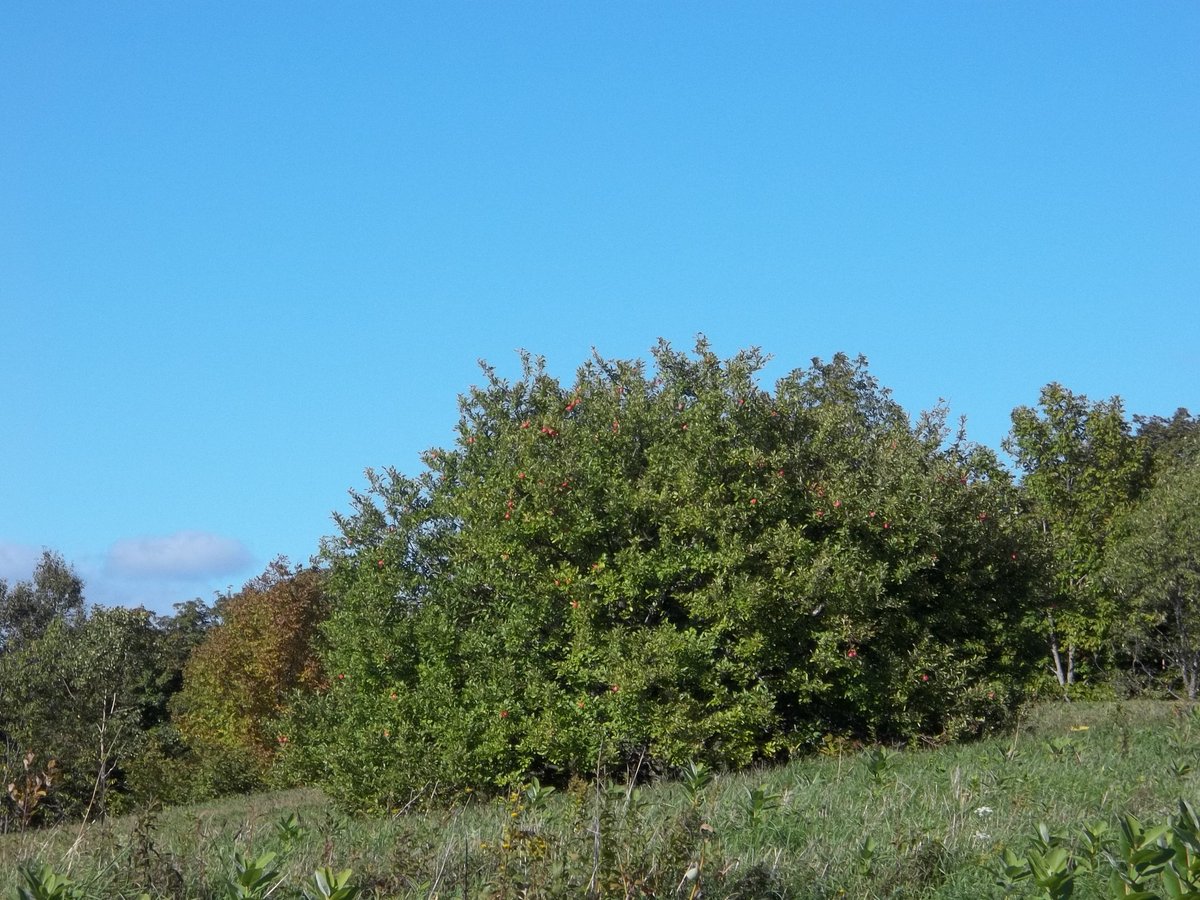 Neildesmondvt's tweet photo. Signs of fall in Vermont, otherwise known as Heaven on Earth. #Fall #Vermont #Foliage #Apples #Maple #Pumpkins #Octoberfest #NeilDDesmond #VermontAuthor #AngelsofStockholm #ShortStories #GreatReads #Mystery #Litfic #Histfic #Paranormal https://t.co/YHJyP5REr0