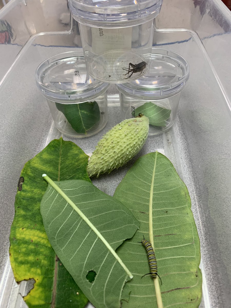 Finding, gathering, and delivering these to a 2nd grade class was my afternoon task. #bestjobintheworld #scienceeducation #nature #MsFrizzle