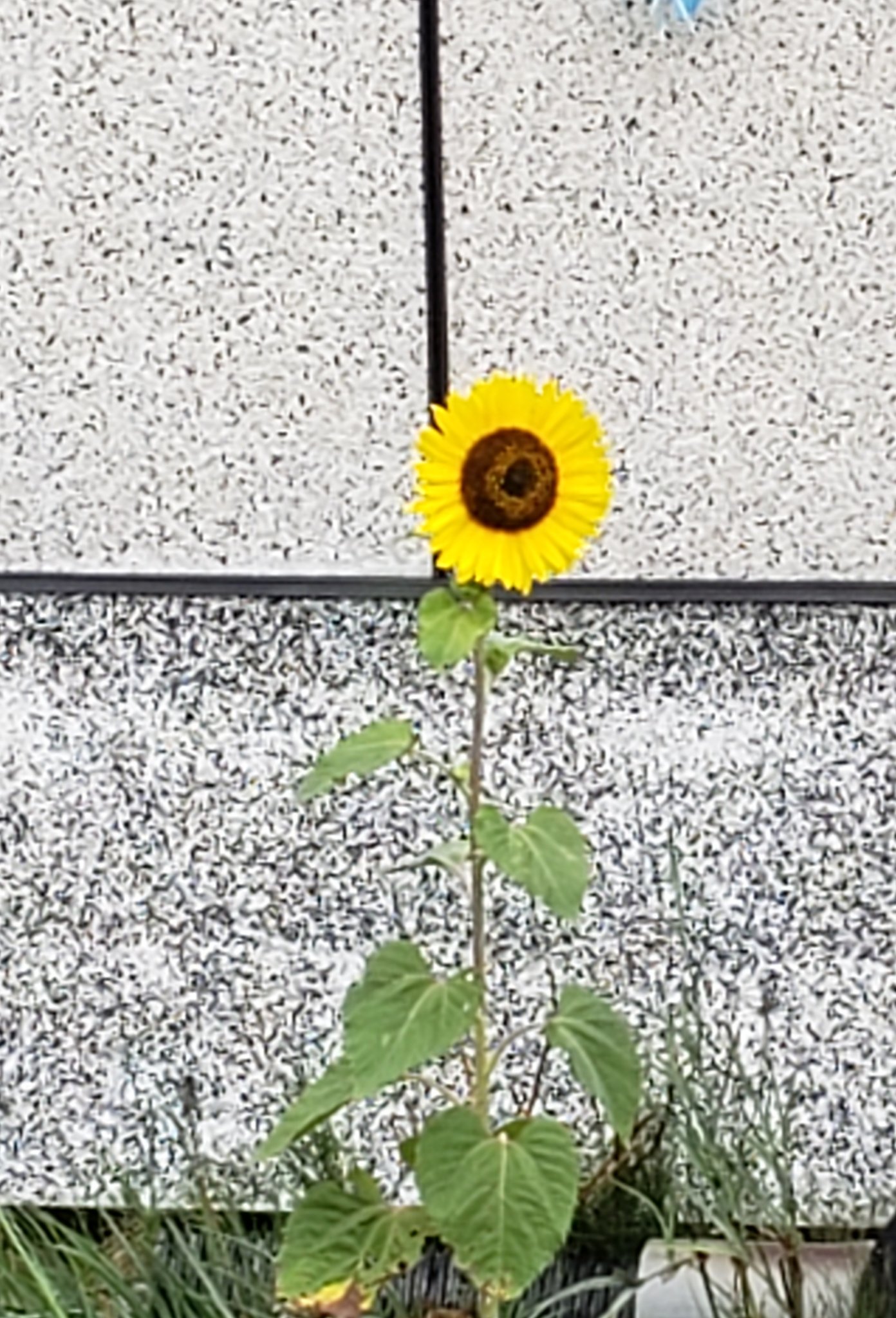 向日葵確認ページ 青空と向日葵 - البحث / X