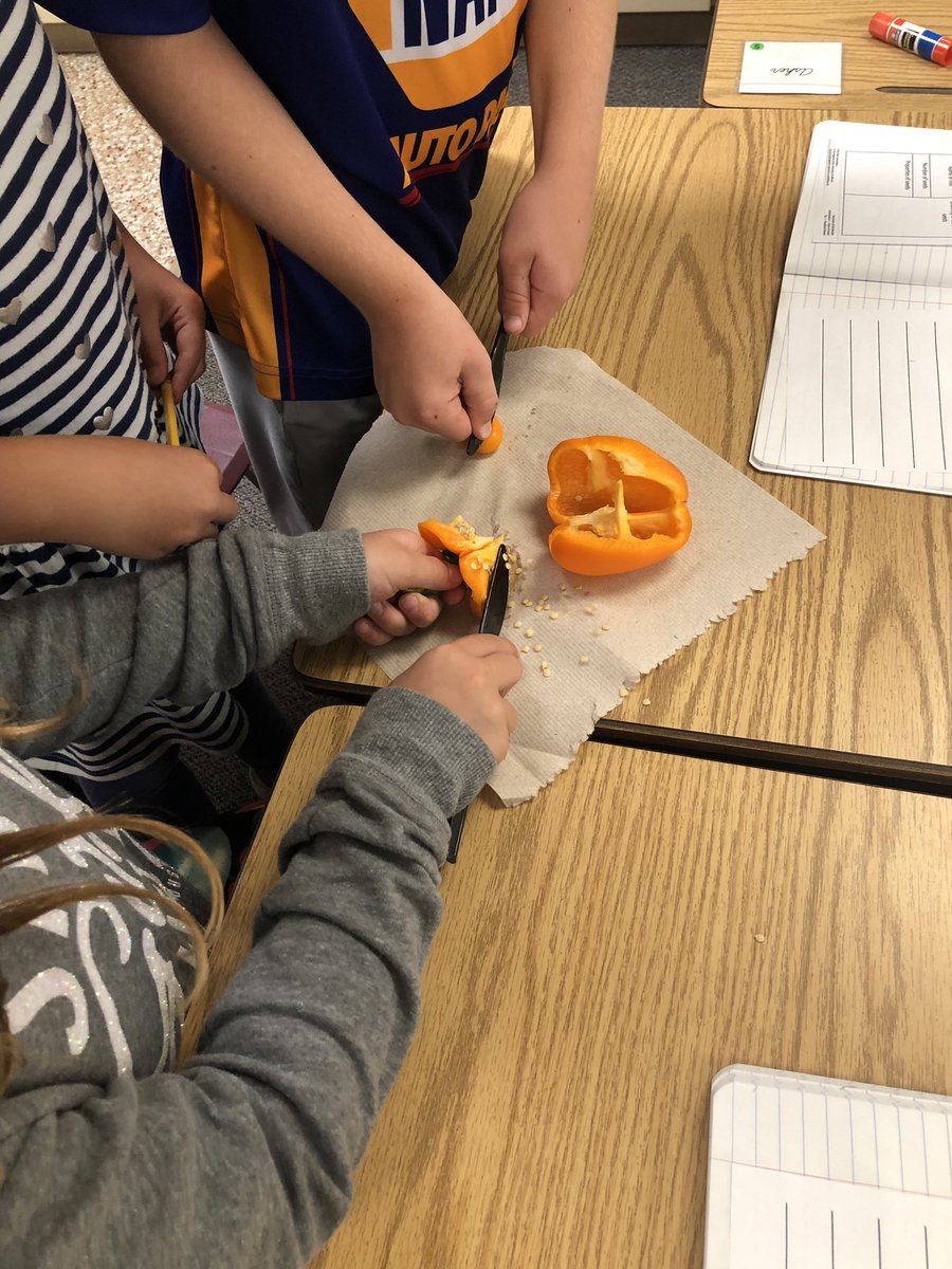 Ms_KourtneyF's tweet photo. Starting our seed exploration with fruit dissection and observation. Students are exploring and documenting what they notice! @EEZCS https://t.co/jx0ClPvVut