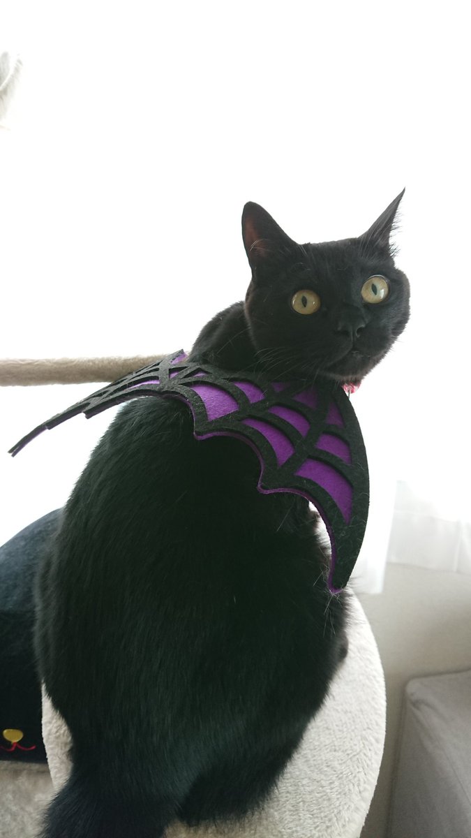 2929hohoho's tweet photo. 黒の日だって‼️
#��の日 #黒猫 #黒猫すき 
#デビルに変身🦇
#ねこのきもち 
#pecon #awesomestore https://t.co/x69oT0E3E2