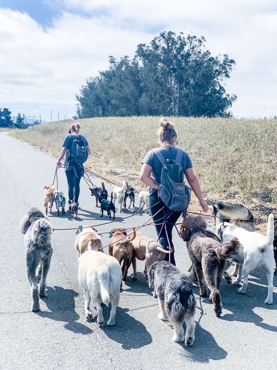 barknbarrel's tweet photo. On this team 
We do teamwork 
We do help 
We do friendship 
We do coffee &amp; cake 
We do motivation 
We communicate and listen 
We do respect, punctuality, and laughter 
We do great things because we’re a TEAM! 
#barknbarrel #dogs https://t.co/jkbJZuYNd9