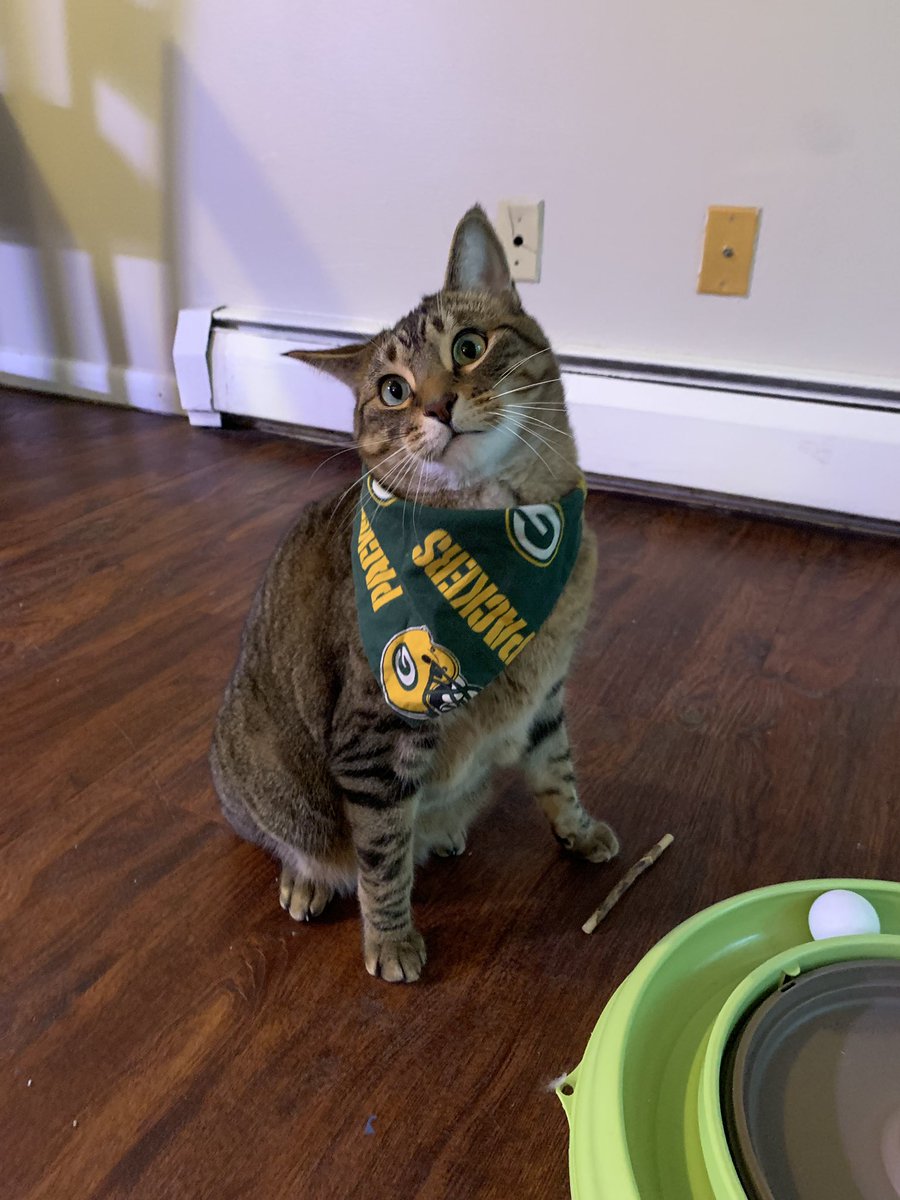 kjerstepattison's tweet photo. It’s the beginning of #football season and the #packers are playing tonight, someone is pretty excited! 

#gopackgo #thursdaynightfootball #tigthecat https://t.co/Ij5HrlltKh