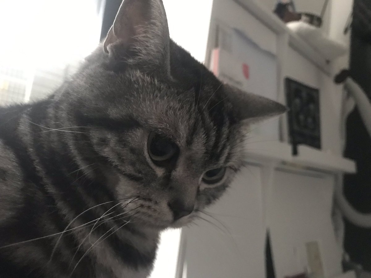 ねこのにこる アメショgirl まるがおさんを横から ねこのきもち ねこ 猫 ねこ好きさんと繋がりたい かわいい 癒し Cat ねこのにこる 猫のいる暮らし アメショ アメリカンショートヘア ねこのにこる アメショgirl まるがおさんを横から ねこのきもち ねこ 猫 ねこ好きさんと繋がりたい かわいい 癒し Cat ねこのにこる 猫のいる暮らし アメショ アメリカンショートヘア