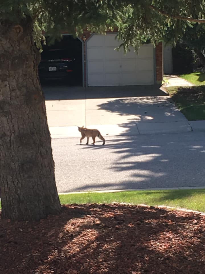 stsomers's tweet image. Wow, a bobcat right in front of our house. Crazy! #yyc #wildlife