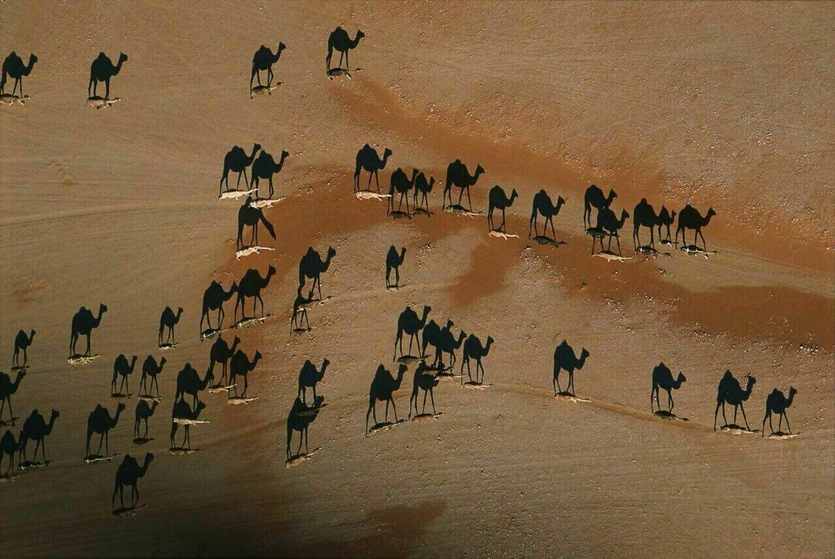xFuzz__'s tweet photo. Camellos en el desierto durante el atardecer. Es considerada una de las mejores fotos del año por National Geographic.

Haga zoom, los camellos son las líneas blancas pequeñas en la imagen. Lo negro que Ud. ve son apenas las sombras 🐪 https://t.co/SBofhm6e2A