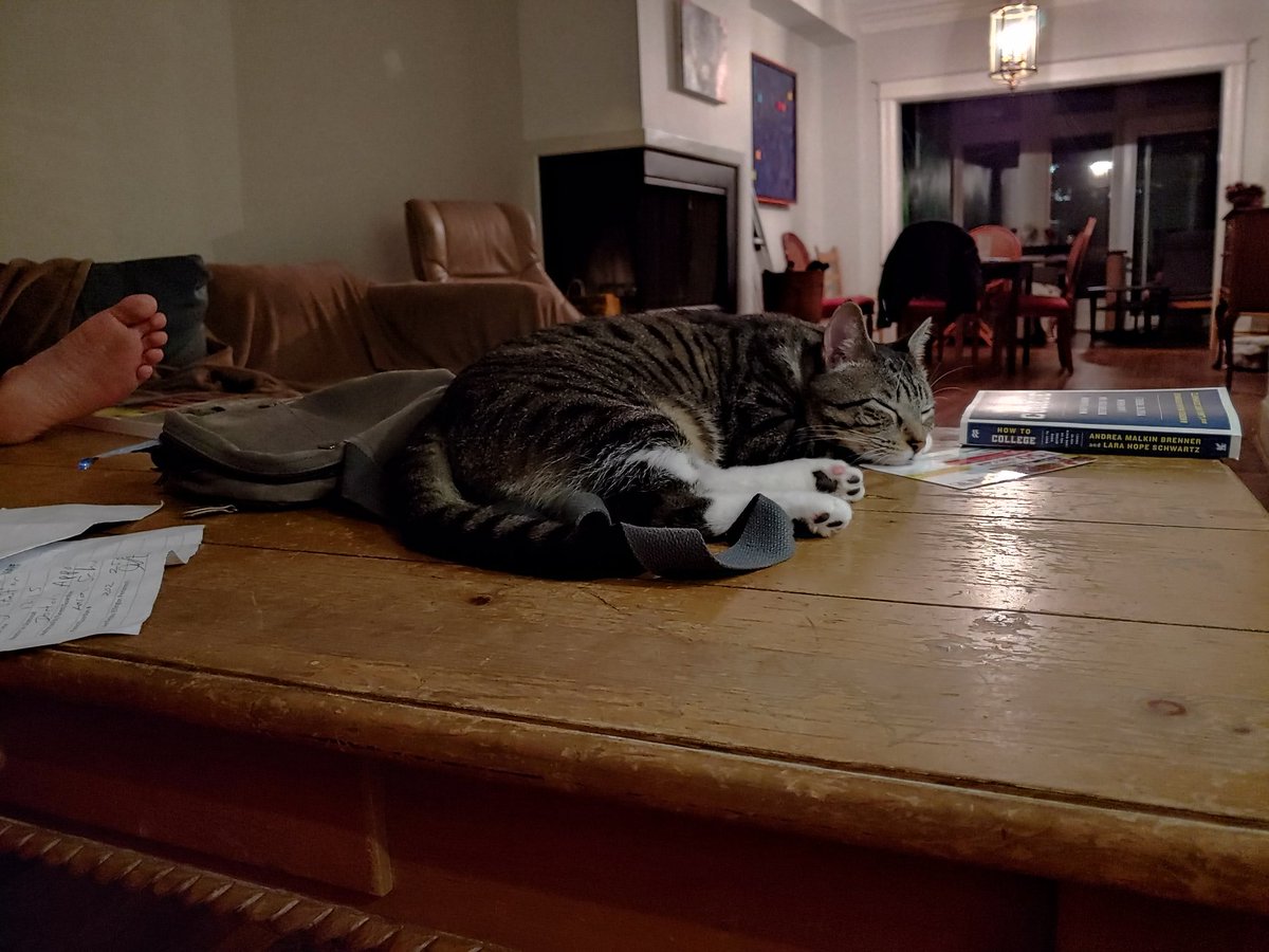 Lara_Schwartz's tweet photo. Gideon is studying hard.
#HowToCollege https://t.co/qfOizdJxAU