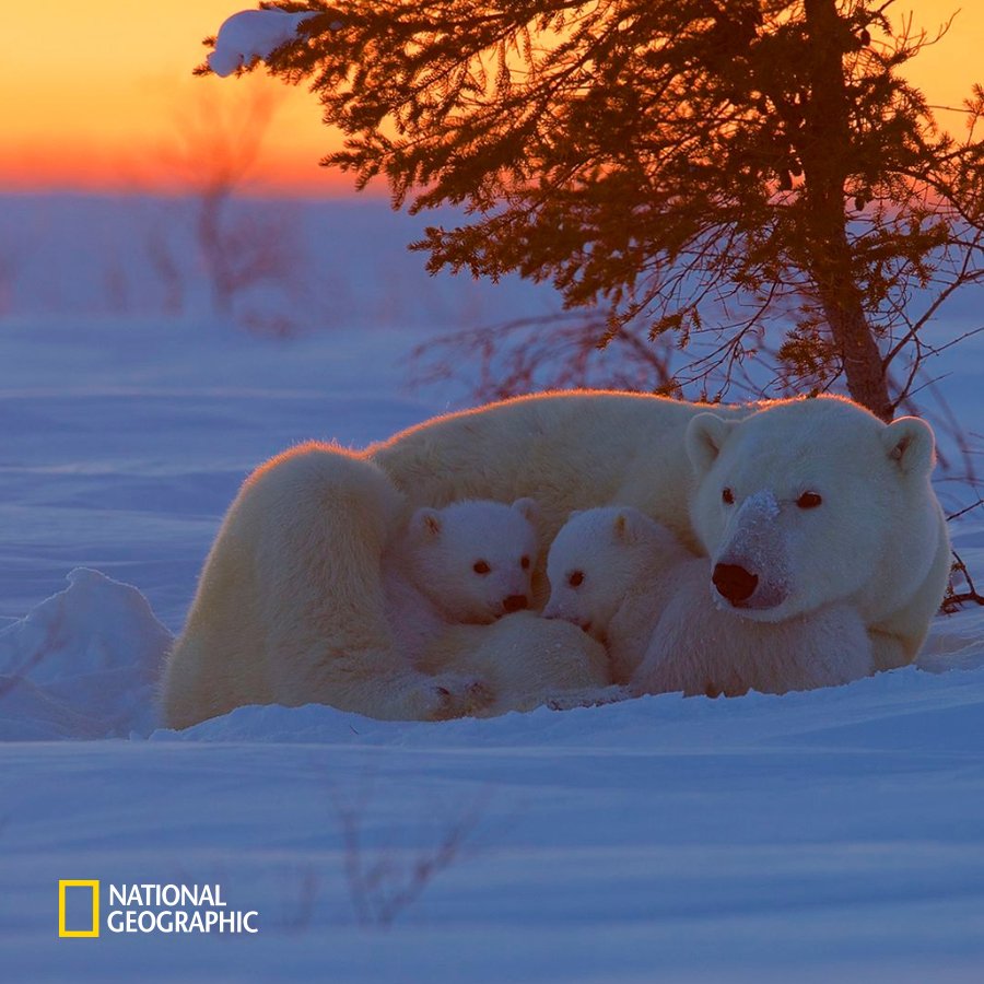 NatGeoKorea's tweet photo. #NG오늘의포토

추운 겨울, 아기 북극곰들은 엄마의 품에 안겨 따뜻함을 느낍니다. https://t.co/ClUGT5JkEy