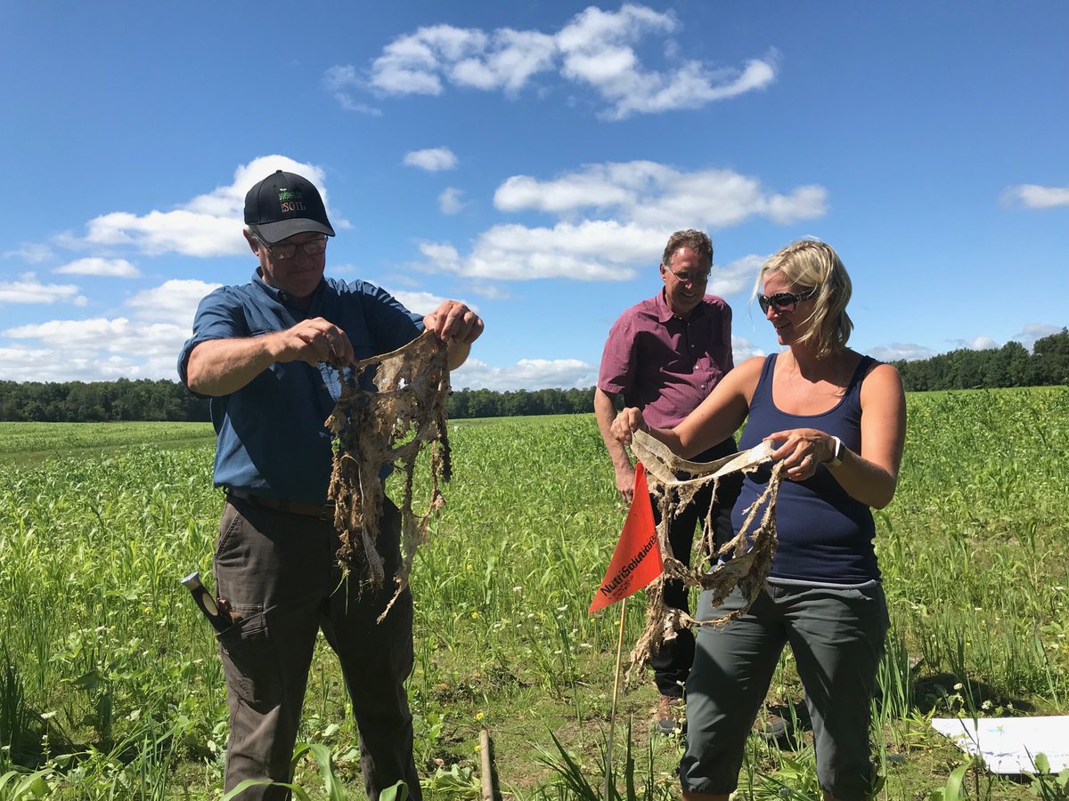 ddaniels66's tweet photo. Maybe we could call these “cool breeze” and market them through Duluth Trading? Bre Hohlman and Barry Fisher revealing the “harvest” of our underwear planting. Awesome day on our farm in Erie County Ohio today. #covercrops #lacrosseseed #soilhealth #aggregatestability https://t.co/mhsyztboMj