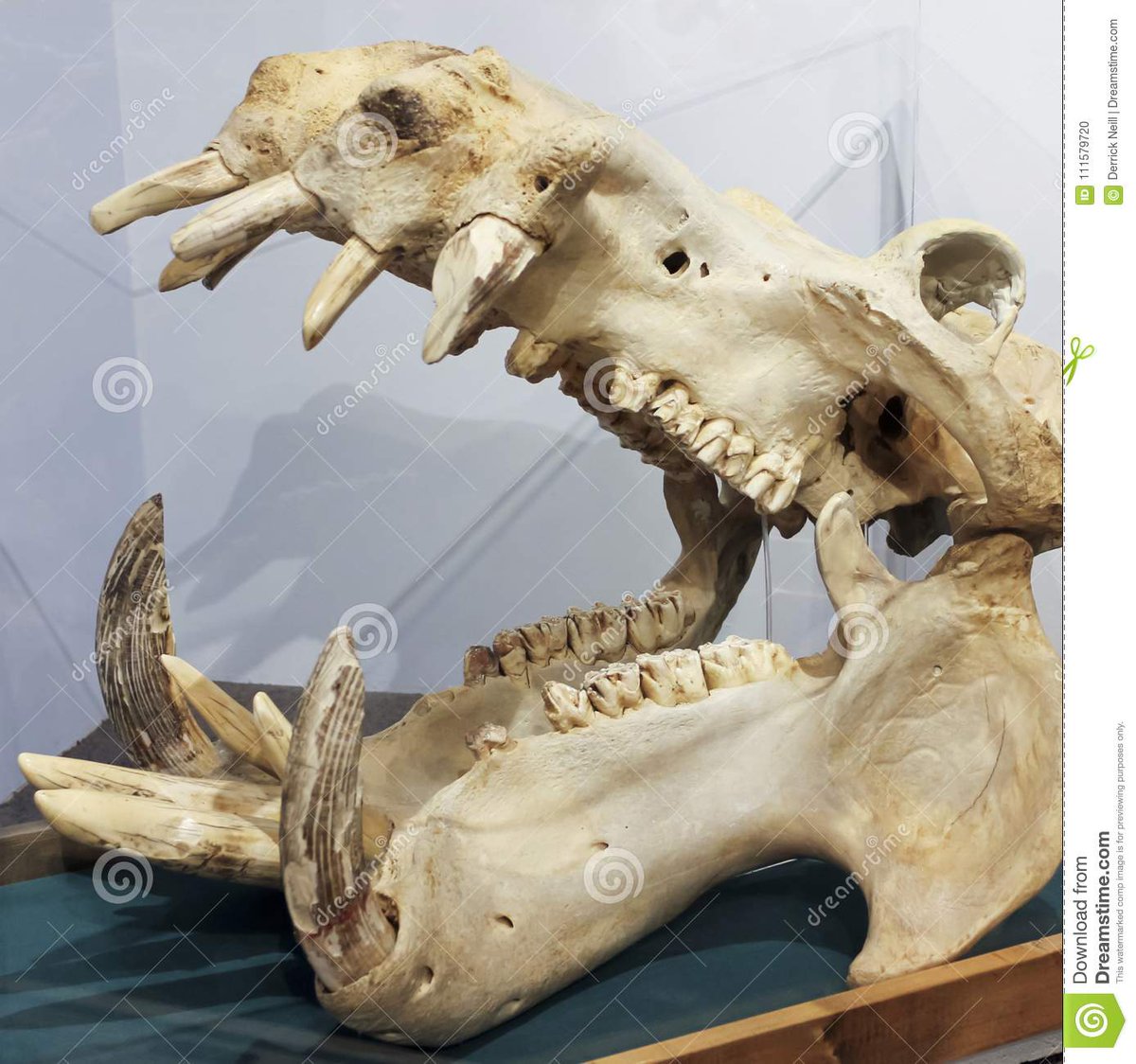 Minor update, but thanks to  @AutisticCosplay, I now know what a hippo's skull looks like, AND JESUS CHRIST. HOW METAL CAN ONE ANIMAL BE?