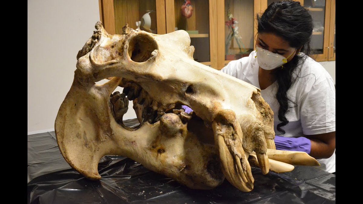 Minor update, but thanks to  @AutisticCosplay, I now know what a hippo's skull looks like, AND JESUS CHRIST. HOW METAL CAN ONE ANIMAL BE?