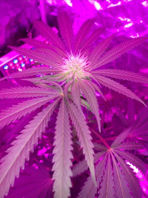 SMOKE_io's tweet photo. Pink light color. On #smokeio. That can mean but one thing: yes, another #marijuana #growlog. 🌱
“Here we grow again update 9”
👉 https://t.co/c8uBQ3AhrE 👈
#cannabis #marijuanagrower #growyourown #weed #weedlovers https://t.co/a7fVhB4ICB