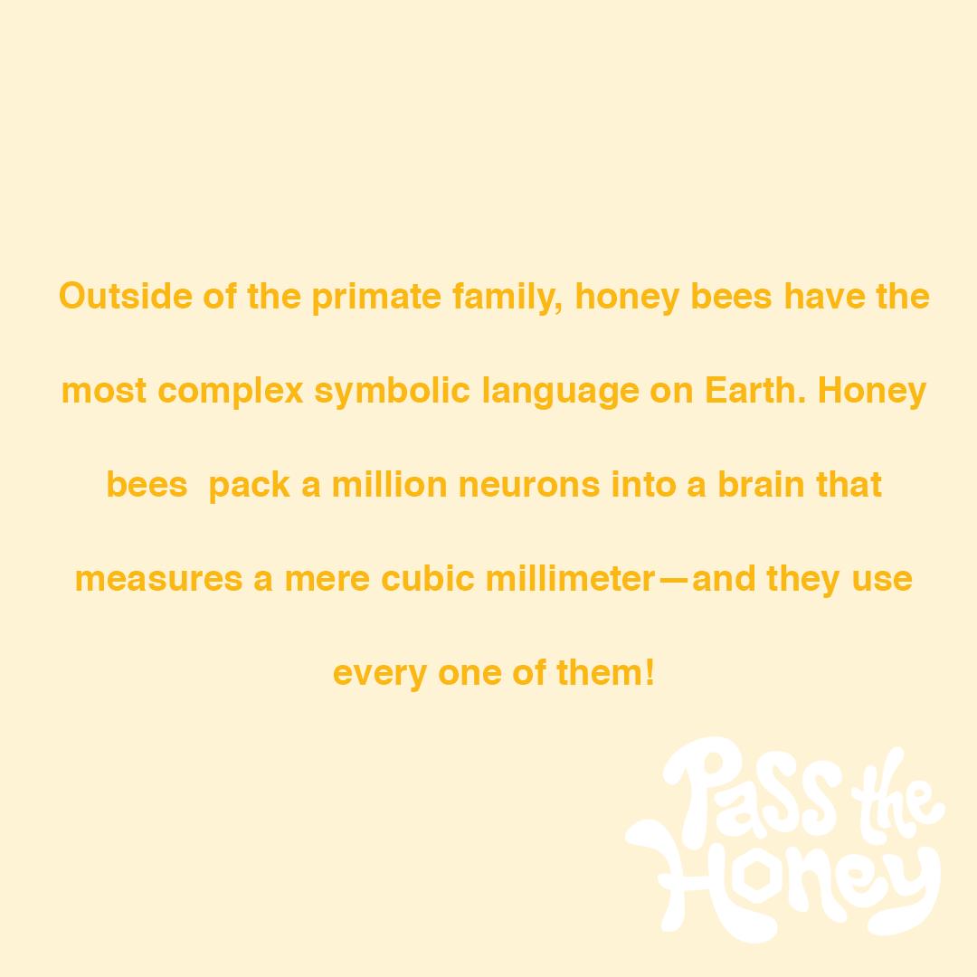 As social insects living in a colony, honey bees must communicate with one another. Honey bees use movement, odor cues, and even food exchanges to share information!