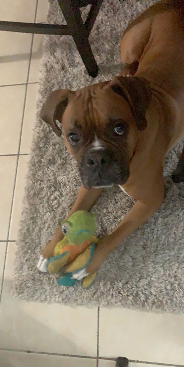 pizza_slicee's tweet photo. We are looking for a girfriend for Teemo! She needs to have a good temperament like him. He is super cute, smart, silly, cuddly, friendly, and obedient. Does anyone know any female boxers in the LA area? π#akcboxer #boxerstud #boxerpuppies #boxerdog #boxers https://t.co/imsPfnyMvT