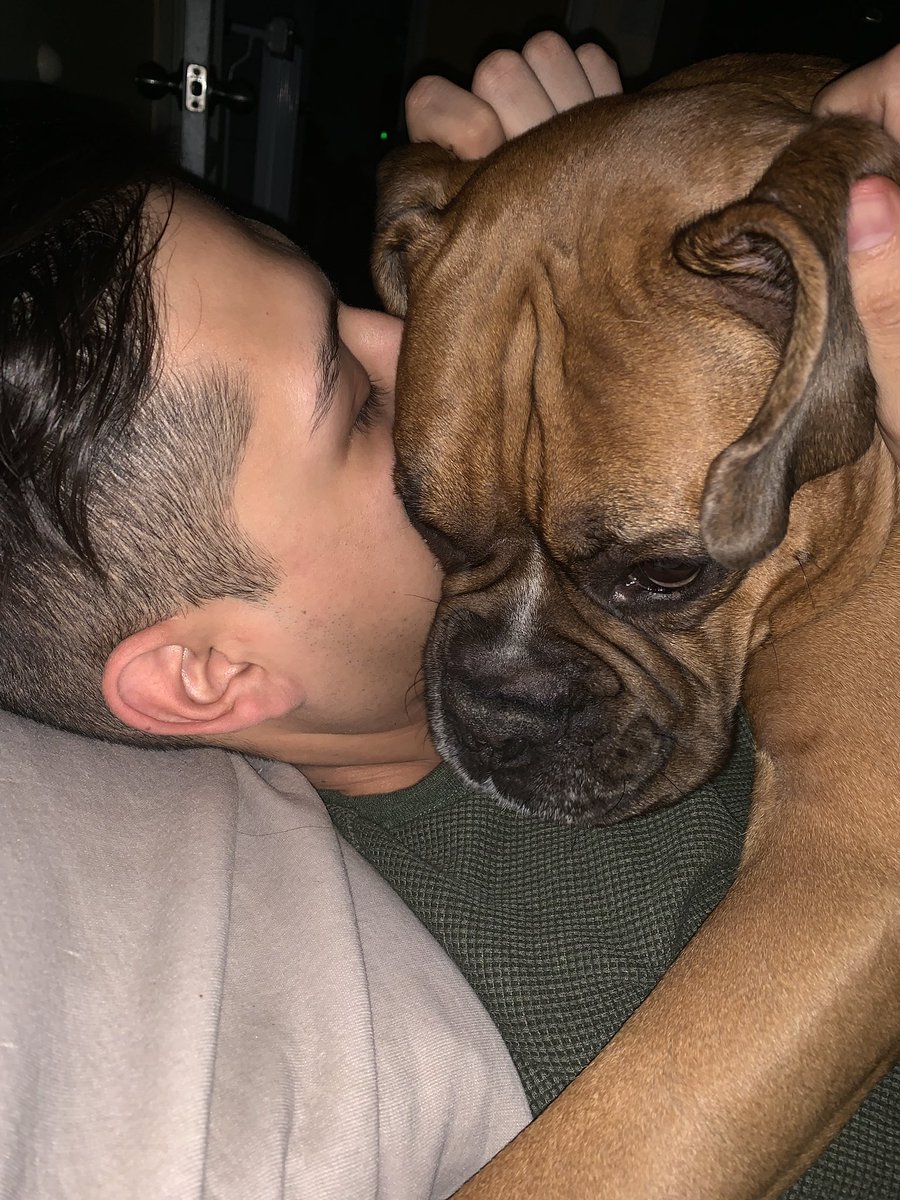 pizza_slicee's tweet photo. We are looking for a girfriend for Teemo! She needs to have a good temperament like him. He is super cute, smart, silly, cuddly, friendly, and obedient. Does anyone know any female boxers in the LA area? π#akcboxer #boxerstud #boxerpuppies #boxerdog #boxers https://t.co/imsPfnyMvT