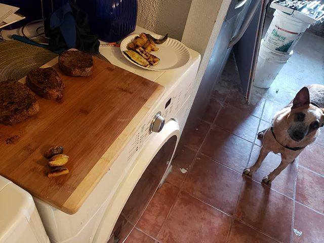 itsAGI's tweet photo. Date night with my boo celebrating 3 years. Happy Adoption day @madmax_theacd 
#austdogs #dogsofinstagram #heelernation #acd_feature #australiancattledog #aussiedog #redheeler #acdheelergram #heelersofinstagram #acd #heeler #acdland #ruffpost #thestately… https://t.co/KNgCvKAD2F https://t.co/OvqiXUdArl