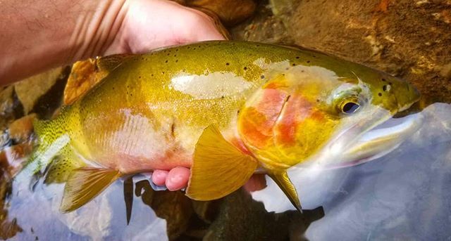 InvrnsOtfttrs's tweet photo. When you work a pool longer than you normally would just hoping that something will rise to your offering. #fishdrycreek (via Instagram https://t.co/nkhup2Nb2c) https://t.co/WIZDNyvBa6