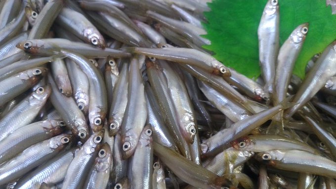 公魚 なんと読む 漁獲量日本一は青森県 Sotokoto Online ソトコトオンライン 未来をつくるsdgsマガジン
