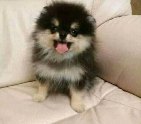 Belen27426257's tweet photo. Happy birthday to you
Happy birthday to you
Happy birthday little tannie happy birthday to you 💫😁💜❤️
#happybirthdaytannie 
#happytannieday 
@BTS_twt https://t.co/3vUcA0MjGg