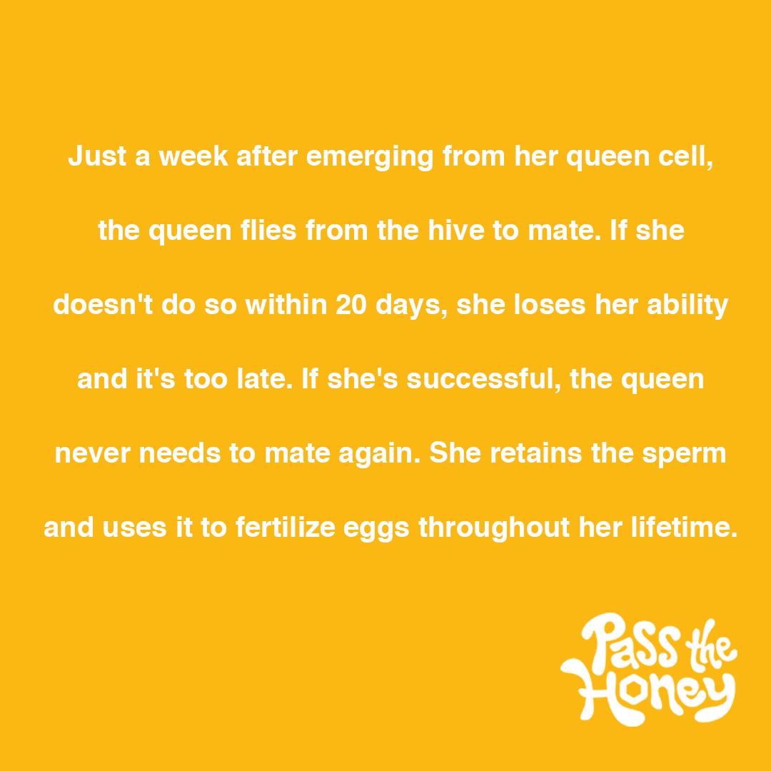 The queen can use the sperm she gathered to fertilize eggs for the next seven years...