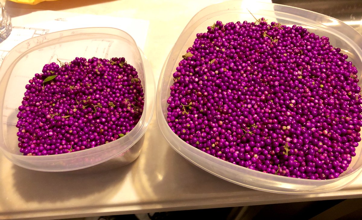 🍇🤤🍇🤤🍇🤤🍇🤤🍇🤤🍇
Beauty Berry was the best!!

Round 2 🤣🤣🤣
