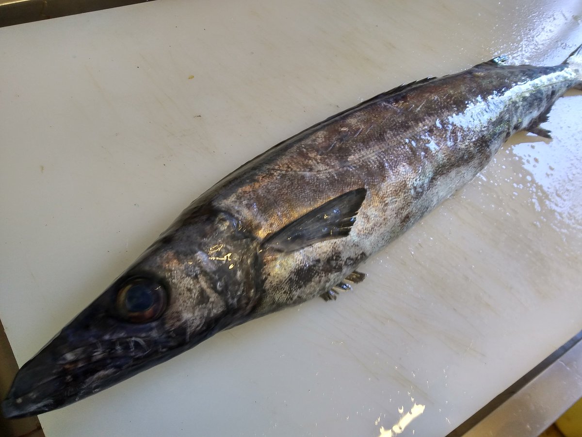 魚菜 真 On Twitter おはようございます 今日の入荷写真館 写真は小田原のカツオ ダツ ツムブリ スミヤキになります その他にも 北海道のボタン海老などが それでは今日もランチより