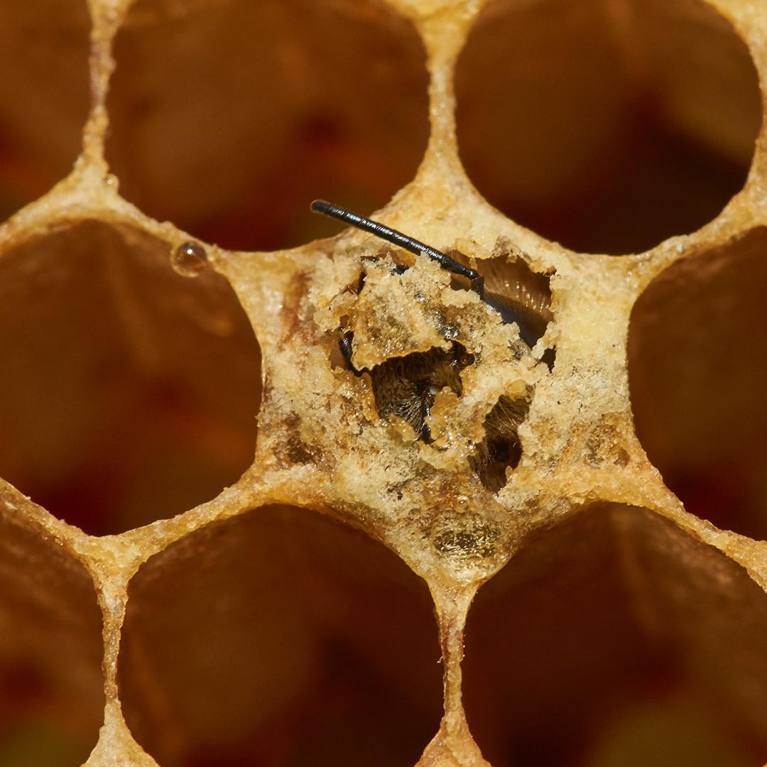 Worker bees keep the inside of the hive clean, process the pollen&nectar carried back to the hive by foraging partners, feed the colony’s young bee grubs, add onto the hive by building new wax cells, stand guard to prevent intruders in the hive, & even regulate the temp. inside.
