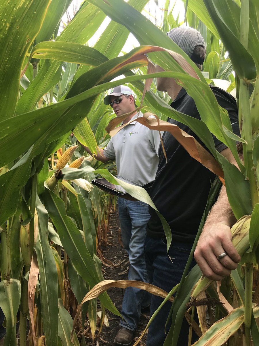 AlisonHartstack's tweet image. Was a beautiful day to check out plots w this crew! @AgriGold @AdvantageAcre