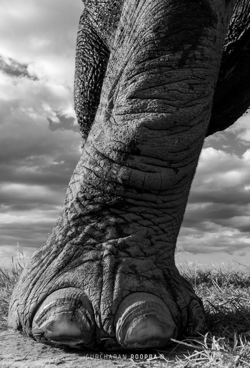 #ForeverWildElephants #TakingElephantsOutOfTheRoom #Hermanus Michele Pickover <a href="/emsfoundationsa/">EMS Foundation</a> welcomes Antoinette van der Water #BringTheElephantsHome PLEASE JOIN US youtube.com/channel/UCwMta… <a href="/ElephantsTN/">The Elephant Sanctuary</a> <a href="/GlobalElephants/">Global Sanctuary for Elephants</a> <a href="/CitysFElephants/">City's🐘 for Elephants & Rhinos🚩</a> <a href="/Action4ElliesUK/">ActionForElephantsUK</a>