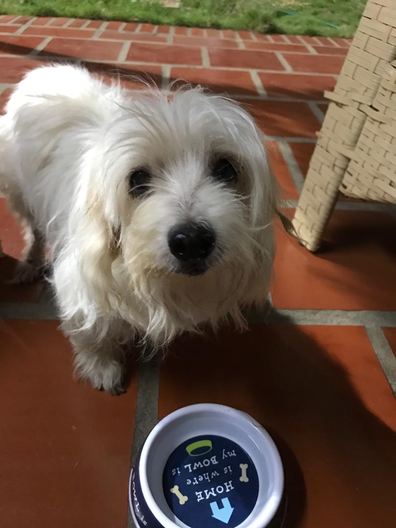 jaimeinciarte's tweet photo. Buscamos a sus dueños... Esta perra se extravió por Enne de Fuerzas Armadas. Sector La California @Asodepa #Maracaibo #asodepa @trafficMcbo https://t.co/ok2asKnaSx