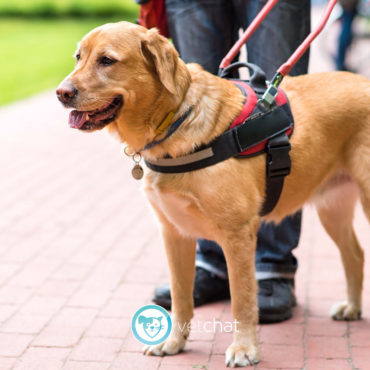 It's National guide dogs month! This month we are reminded to honour our Guide Dogs in Australia and celebrate how they are responsible for making such a positive difference to the lives of the blind and low vision community. ❤️