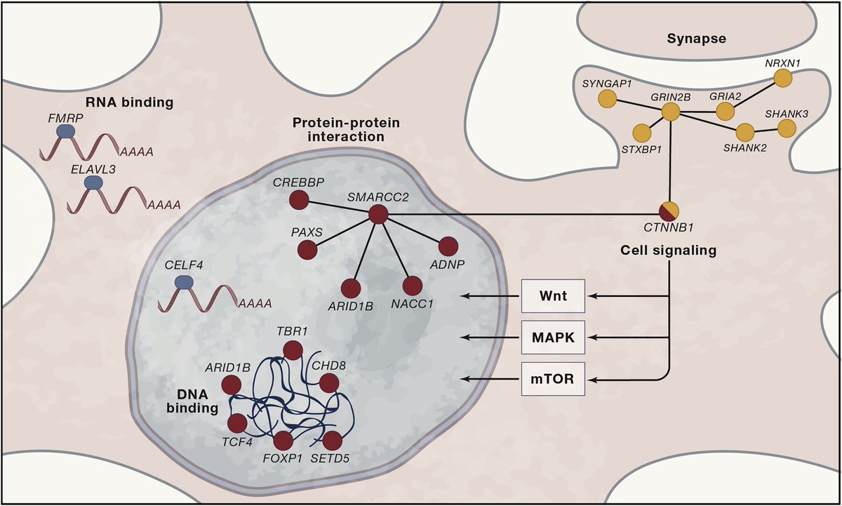 mmw_lmw's tweet image. #Autism | #GeneticArchitecture of Autism Spectrum Disorder #ASD | Points of Convergence among ASD Susceptibility Genes | Jonathan Sebat @UCSD @CellCellPress buff.ly/2Lniqtt