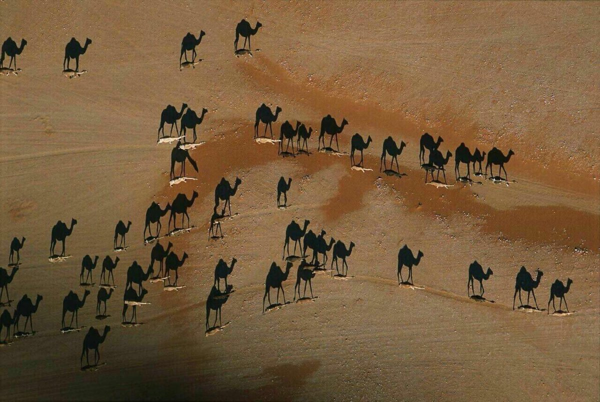 Esta es una foto tomada de camellos en el desierto durante el atardecer. Es considerada una de las mejores fotos del año por National Geographic. Haga zoom, los camellos son las líneas blancas pequeñas en la imagen. Lo negro que Ud. ve son apenas las sombras !!! Amplie la imagen