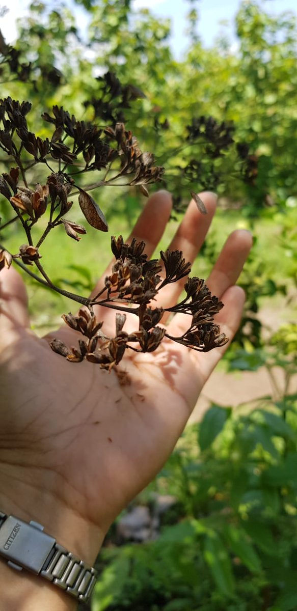 THsiembra's tweet image. #Dagame Árbol de 5 a 20 m de altura, con el tronco de unos 60 cm de diámetro, la corteza gris rojiza escamosa o asurcada. Hojas pecioladas, de óvalo redondeadas a aovadas, de 4 a 13 cm de longitud, Su multiplicación es por semillas #semillas #dagame #THsiembra #SiembraAdoptaSalva