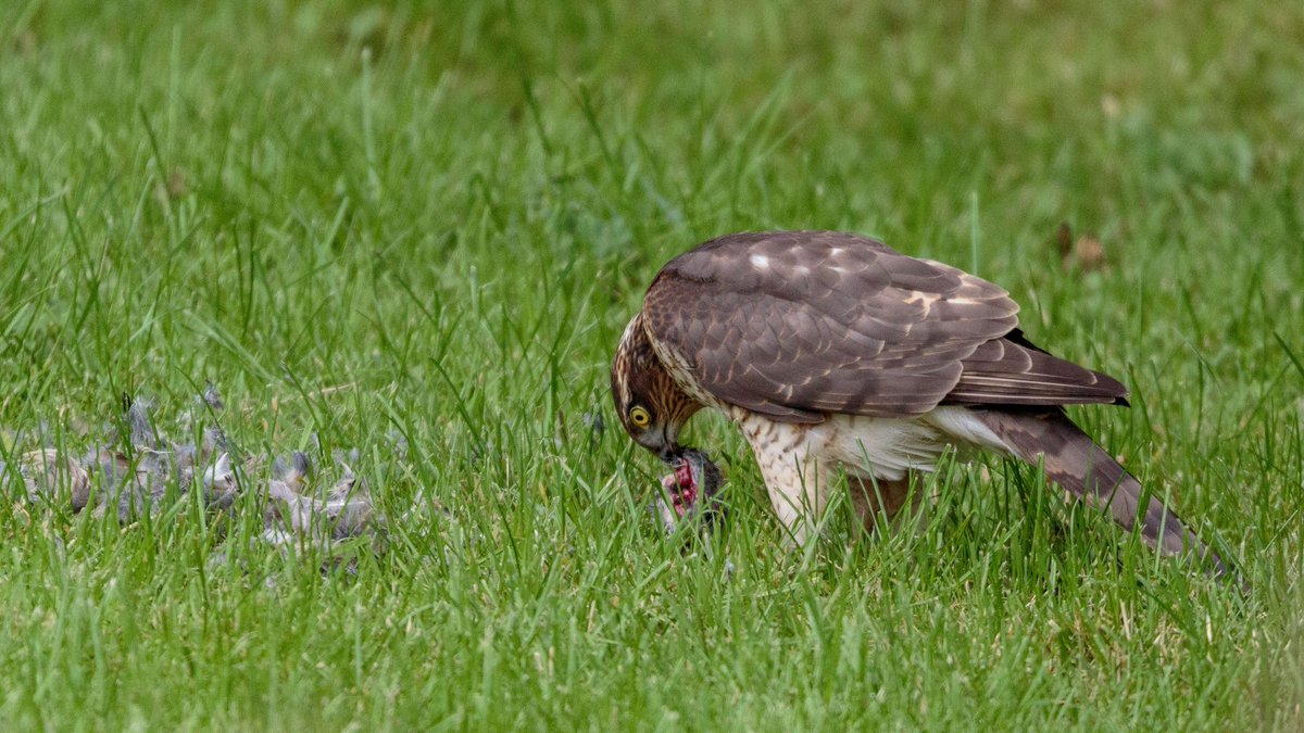AHWLife's tweet photo. You can go days and see not a lot and then one day, the nature lands in your back garden. A sparrowhawk dropped in for lunch. #sparrowhawk #BirdsOfPrey #Raptors #scottishnature #lunchtime #gardenbirds #birding #photography #naturephotography https://t.co/x8jdxJT45l