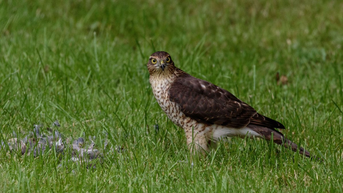 AHWLife's tweet photo. You can go days and see not a lot and then one day, the nature lands in your back garden. A sparrowhawk dropped in for lunch. #sparrowhawk #BirdsOfPrey #Raptors #scottishnature #lunchtime #gardenbirds #birding #photography #naturephotography https://t.co/x8jdxJT45l
