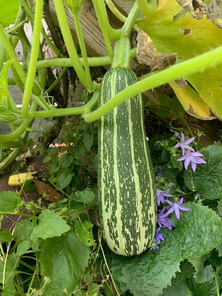 Visitors to the Trojan House always comment on my little raised vegetable patch. This lovely big marrow is the cream of this year’s crop. It was delicious. We’ll be open again for the Christmas <a href="/artistshouses/">Artists Open Houses</a> 
at the end of November with lots of #talented Artists &amp; Makers 👩🏻‍🎨