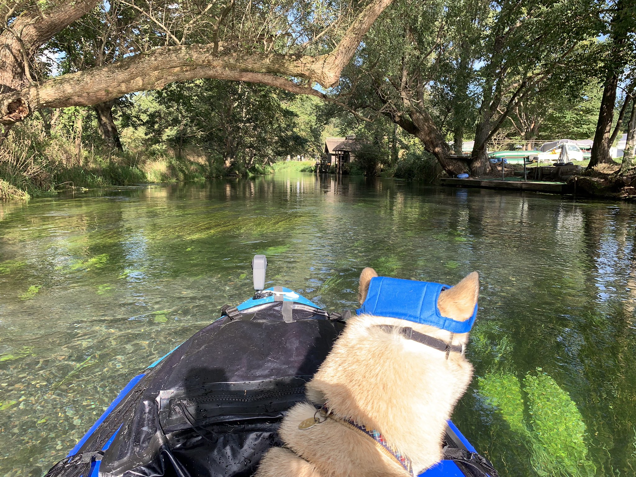 わんこと車中泊 風車を眺めながらゆったりのんびり川下り 今日のむぎ のんびり パックラフト 川下り いい景色 雑種犬むぎ T Co Enhjbbvnxk Twitter