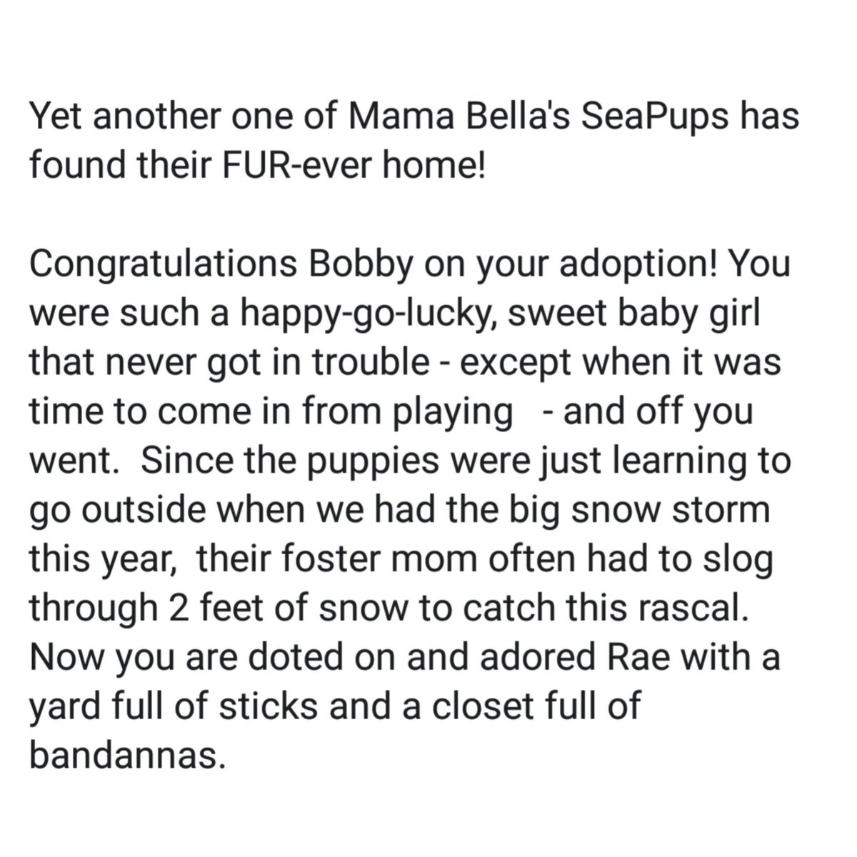 BulldogHavenNW's tweet photo. Yet another one of Mama Bella's #SeaPups has found their #FUReverhome!
#Congratulations #Bobby on your #adoption!
#Thankyou to everyone who supported the #medicalcarecosts for #MamaBella and the SeaPups!
https://t.co/gIVYMUULhQ
#bulldoghavennw #thisiswhywerescue #dontshopadopt https://t.co/icJHJNhjls