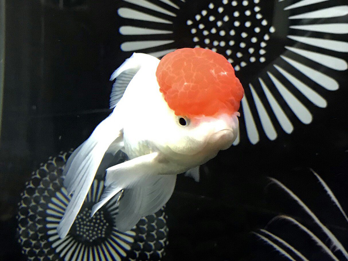 マクセル アクアパーク品川公式 金曜日はきんぎょ 金魚 うび Naked花火アクアリウム で展示中の金魚を紹介します 第2回目は 丹頂鶴が名前の由来の丹頂 タンチョウ 英名では 頭の赤い部分を帽子に見立て レッドキャップオランダとよばれます