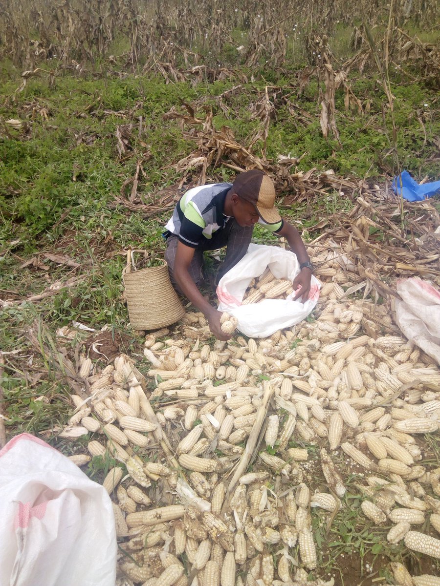 Real men go to the farms to work instead of sitting idle