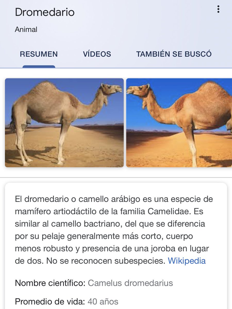 Gaby Menta On Twitter Para Los Losers Que Hablan Al Pedo Lean Lean Camellos Dromedarios
